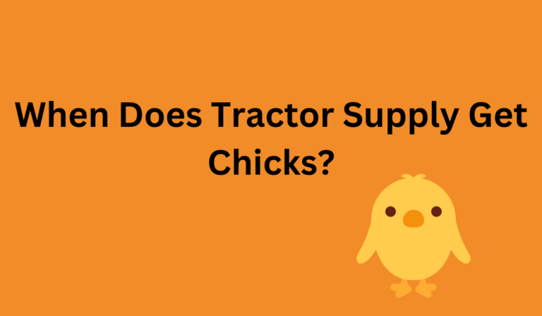When Does Tractor Supply Get Chicks? (Days, Months + More)