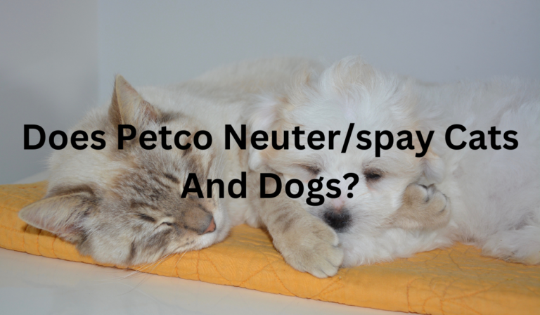 Does Petco Neuter/spay Cats and Dogs? (Your Full Guide)
